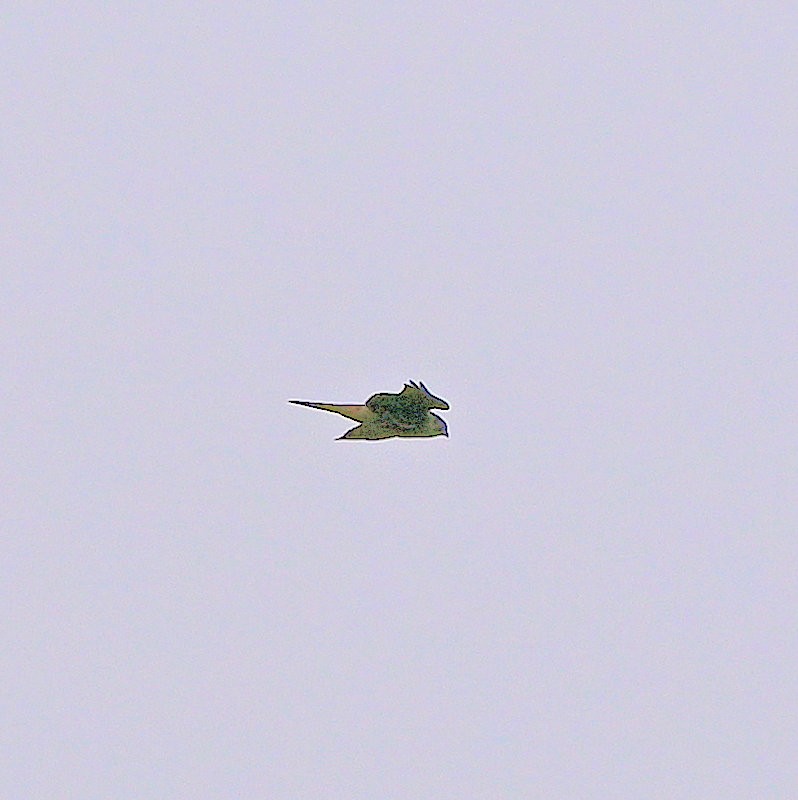 Merlin - ML643240762