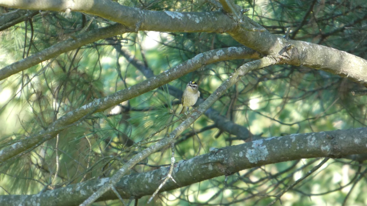 Golden-crowned Kinglet - ML643240766