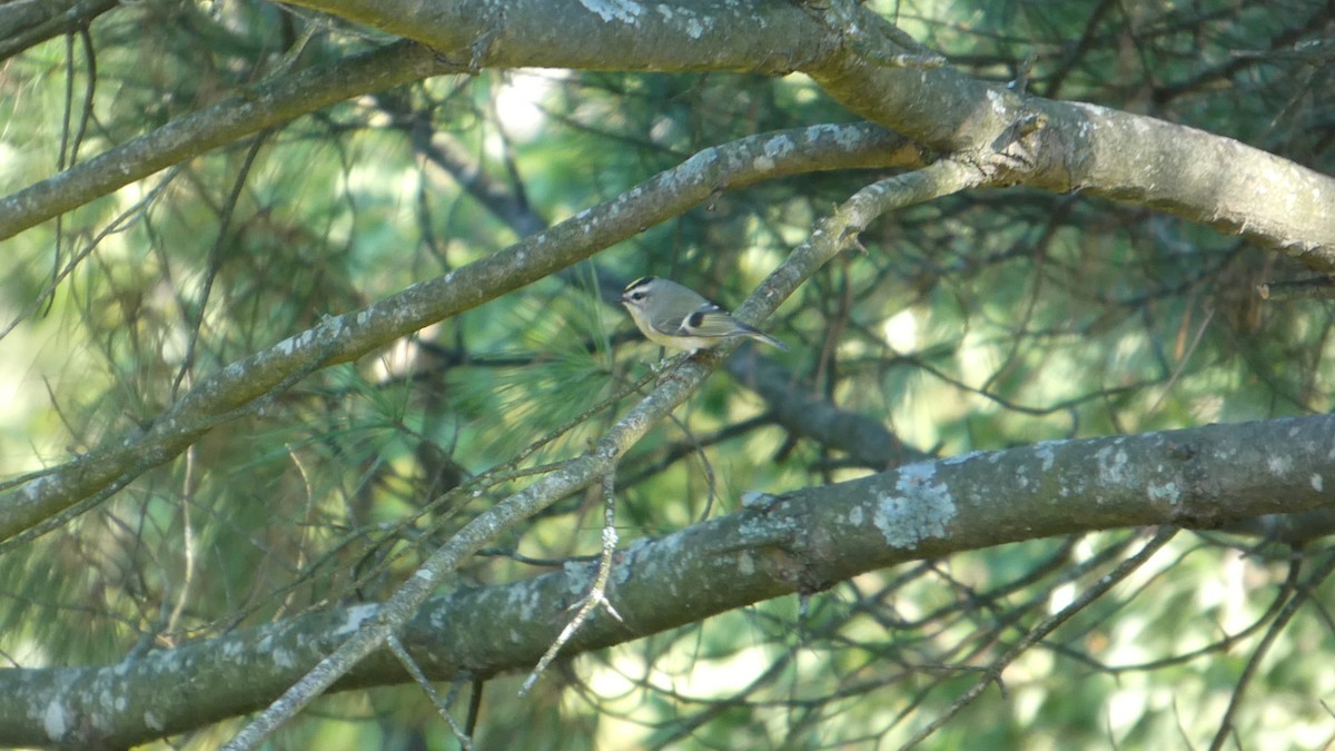 Golden-crowned Kinglet - ML643240767