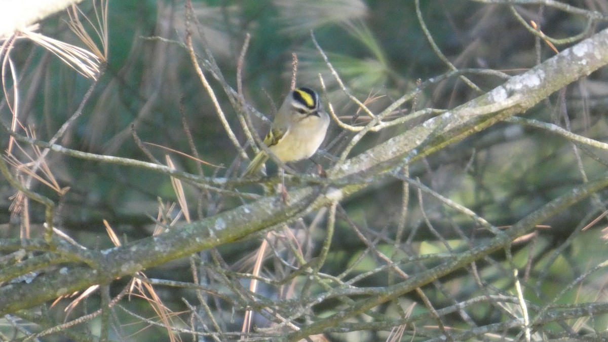 Golden-crowned Kinglet - ML643240768