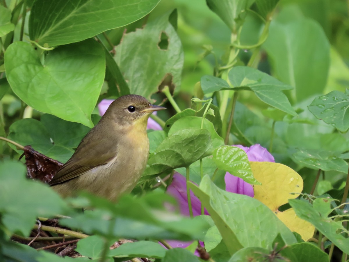 Common Yellowthroat - ML643240771
