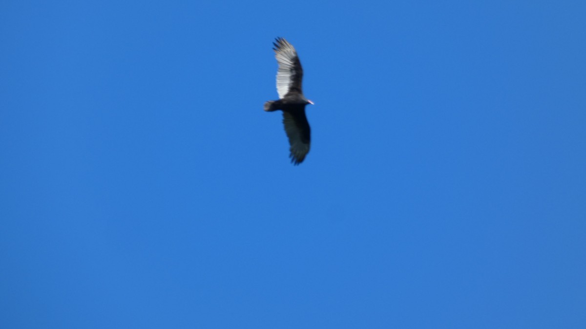Turkey Vulture - ML643240786