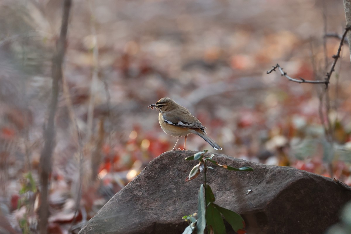 Bearded Scrub-Robin - ML643240800