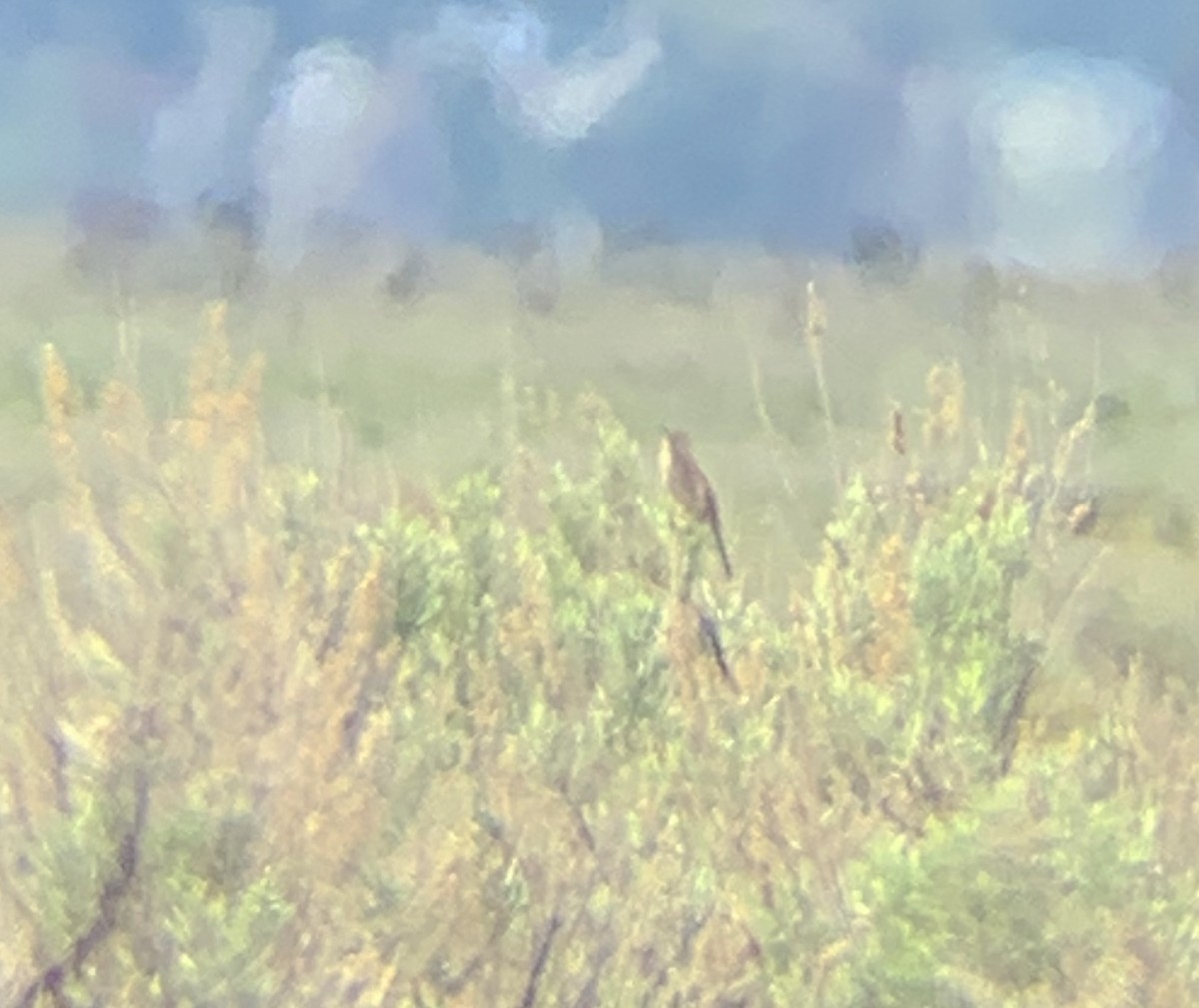 Sage Thrasher - ML643240804