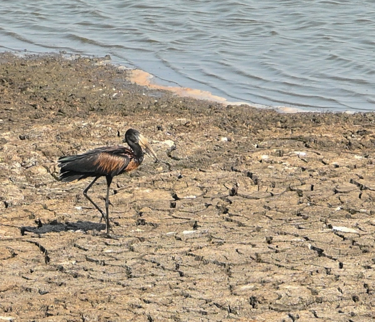 African Openbill - ML643240807