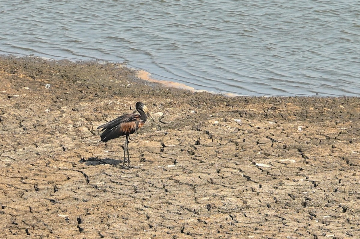 African Openbill - ML643240808