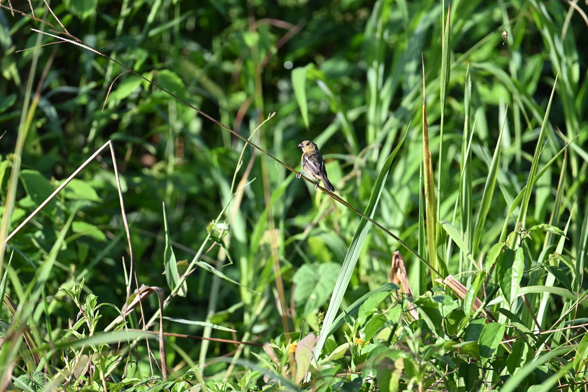 Morelet's Seedeater - ML643240813