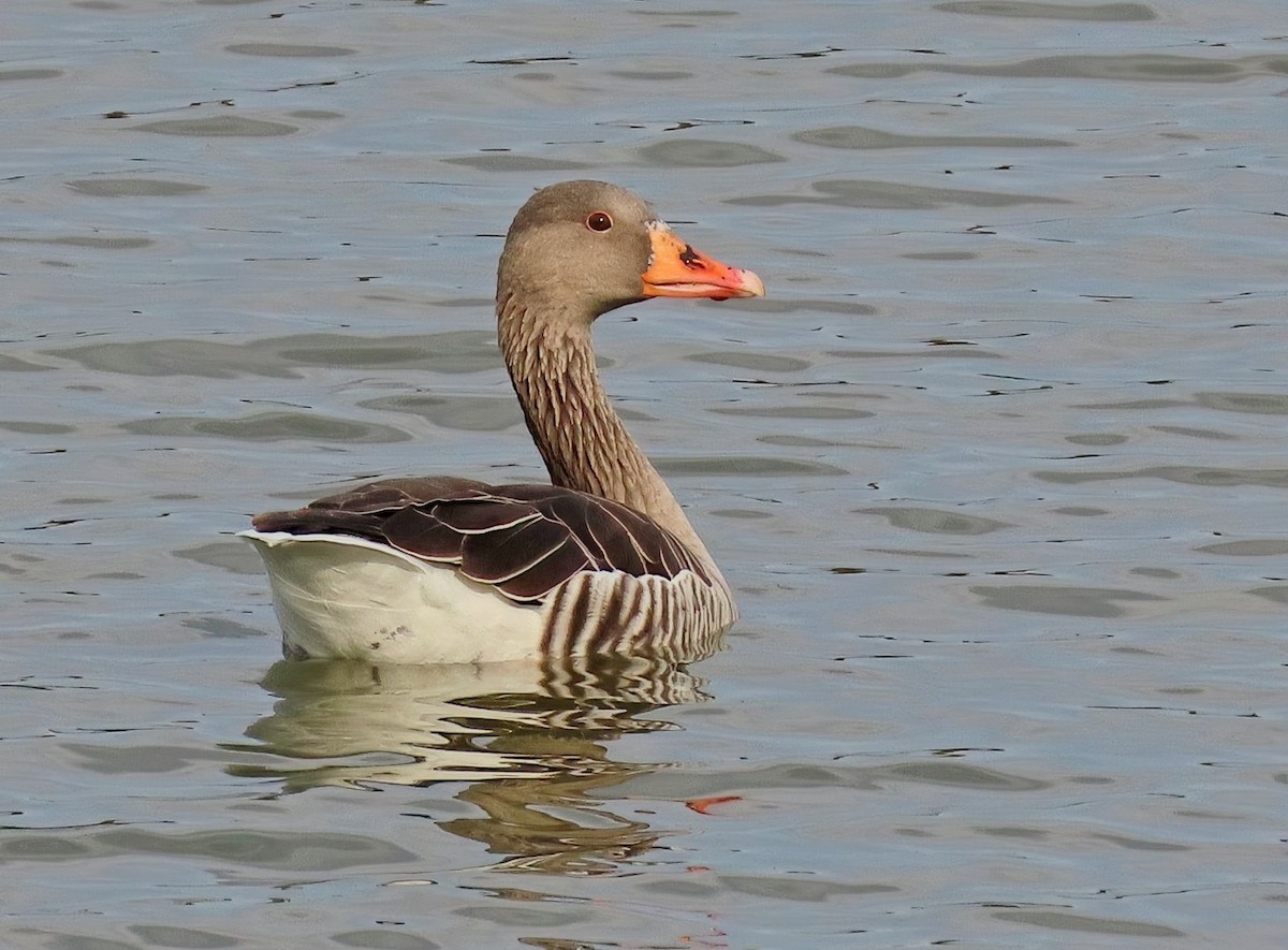 Бор галуу - ML643240814