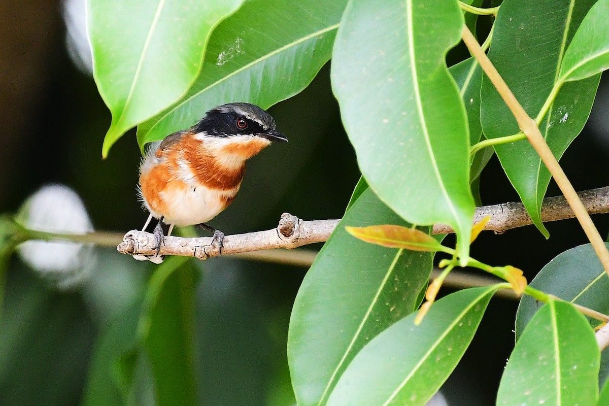 Cape Batis - ML643240816
