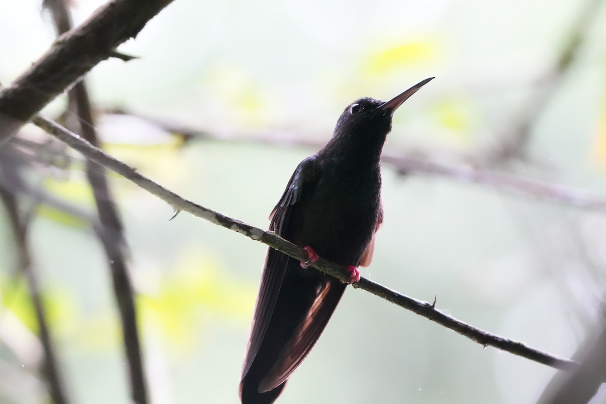 Bronze-tailed Plumeleteer - ML643240834