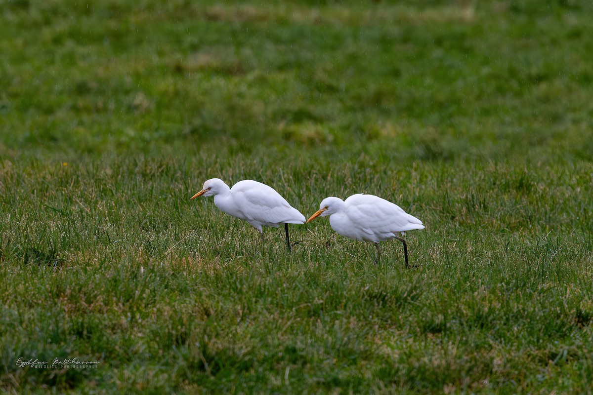 Western Cattle-Egret - ML643240841