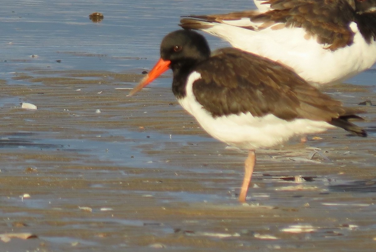 Алаг хясаач - ML643240851