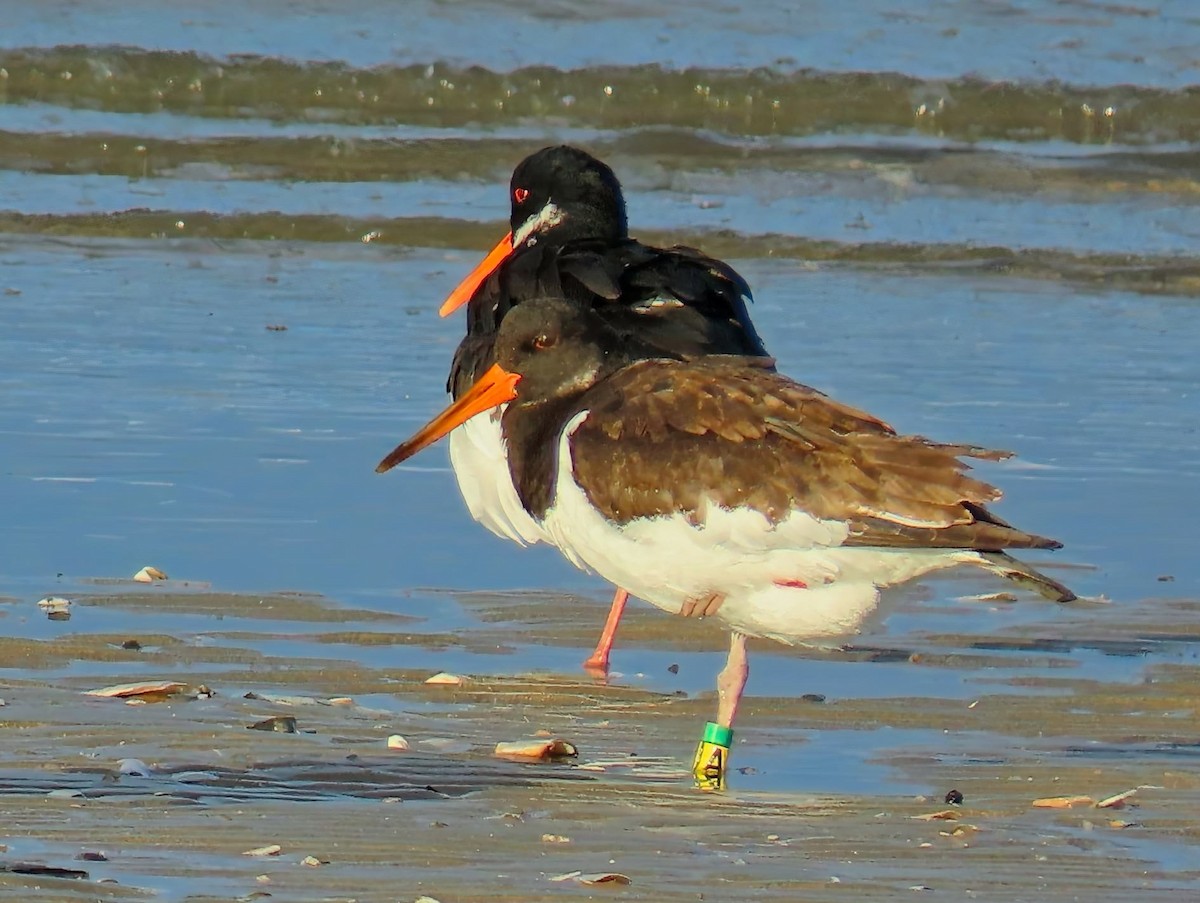 Алаг хясаач - ML643240853