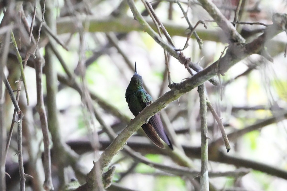 Bronze-tailed Plumeleteer - ML643240859