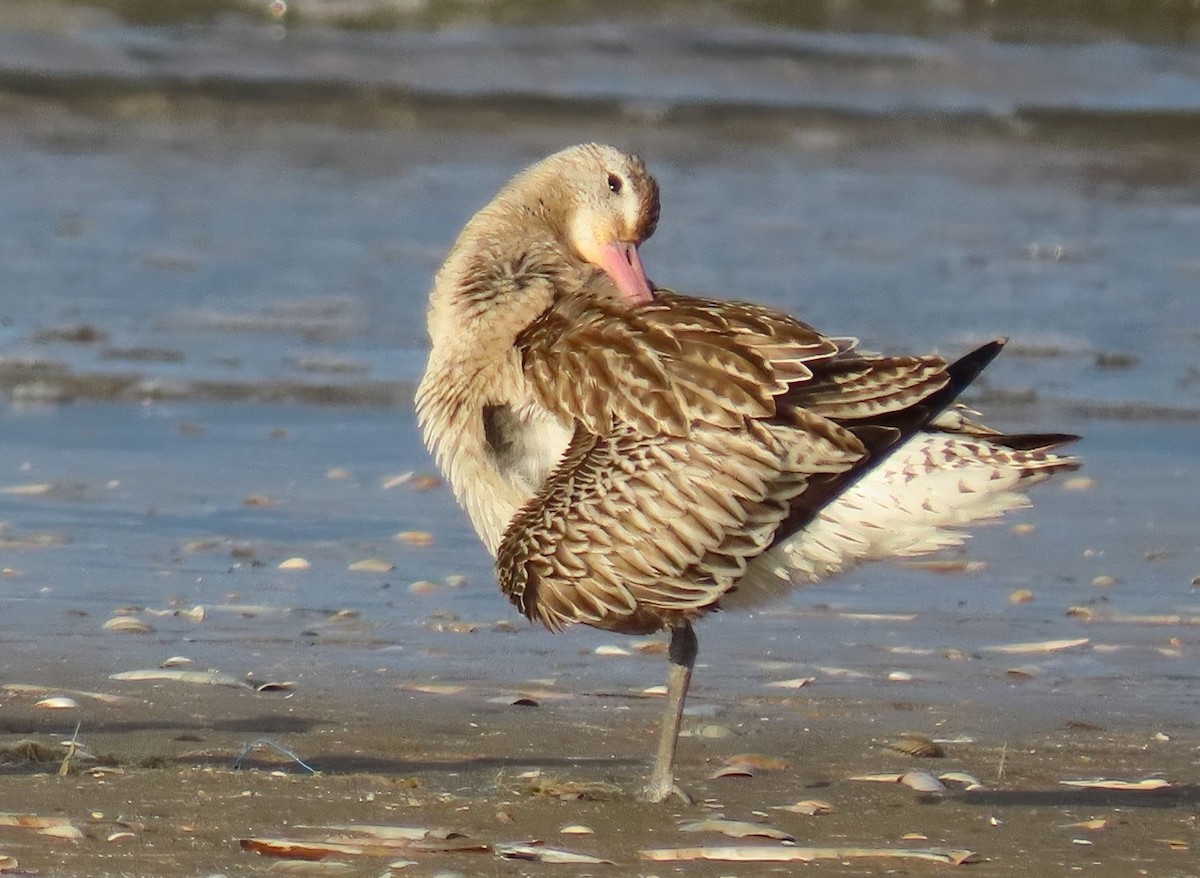 Хурган цууцал - ML643240860