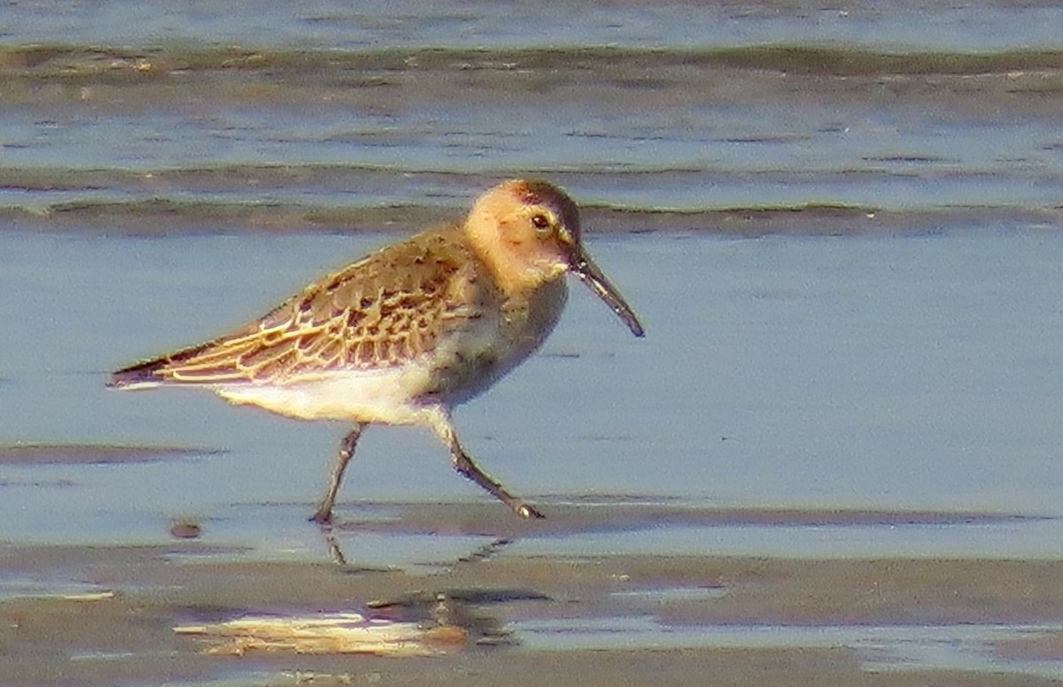 Хар элсэг - ML643240867