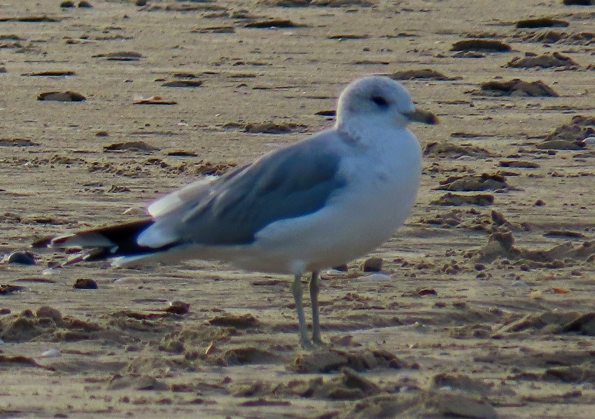 Үүлэн цахлай - ML643240876