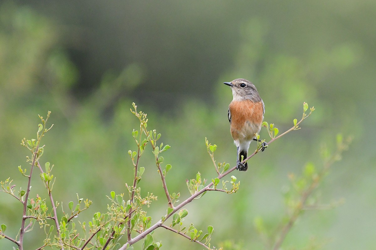 African Stonechat - ML643240877