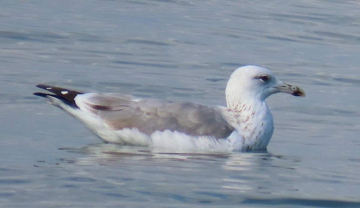 Caspian Gull - ML643240881