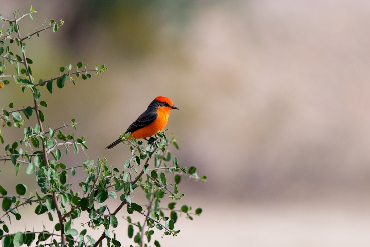 Vermilion Flycatcher - ML643240886