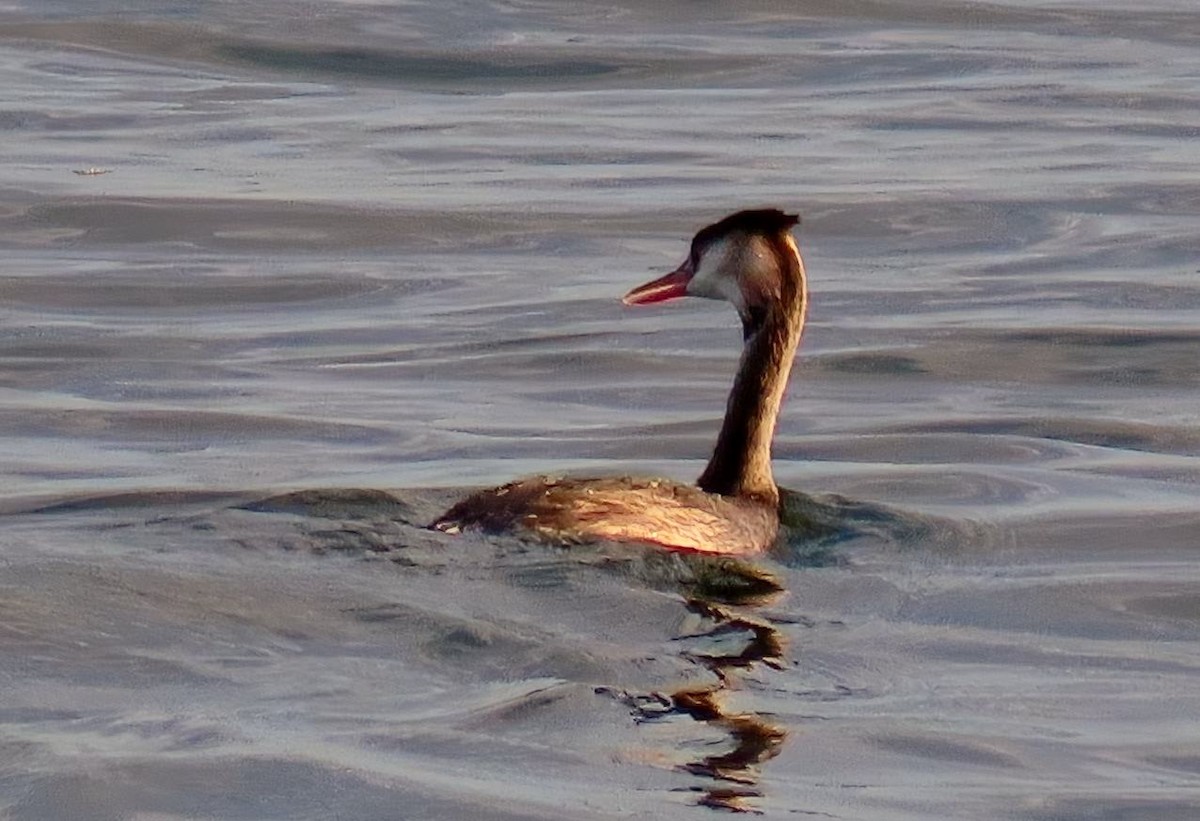 Отгот шунгуур - ML643240900