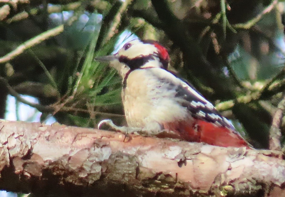 Great Spotted Woodpecker (Great Spotted) - ML643240922