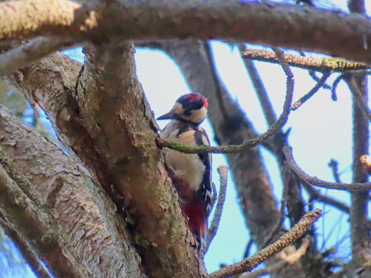Great Spotted Woodpecker (Great Spotted) - ML643240923