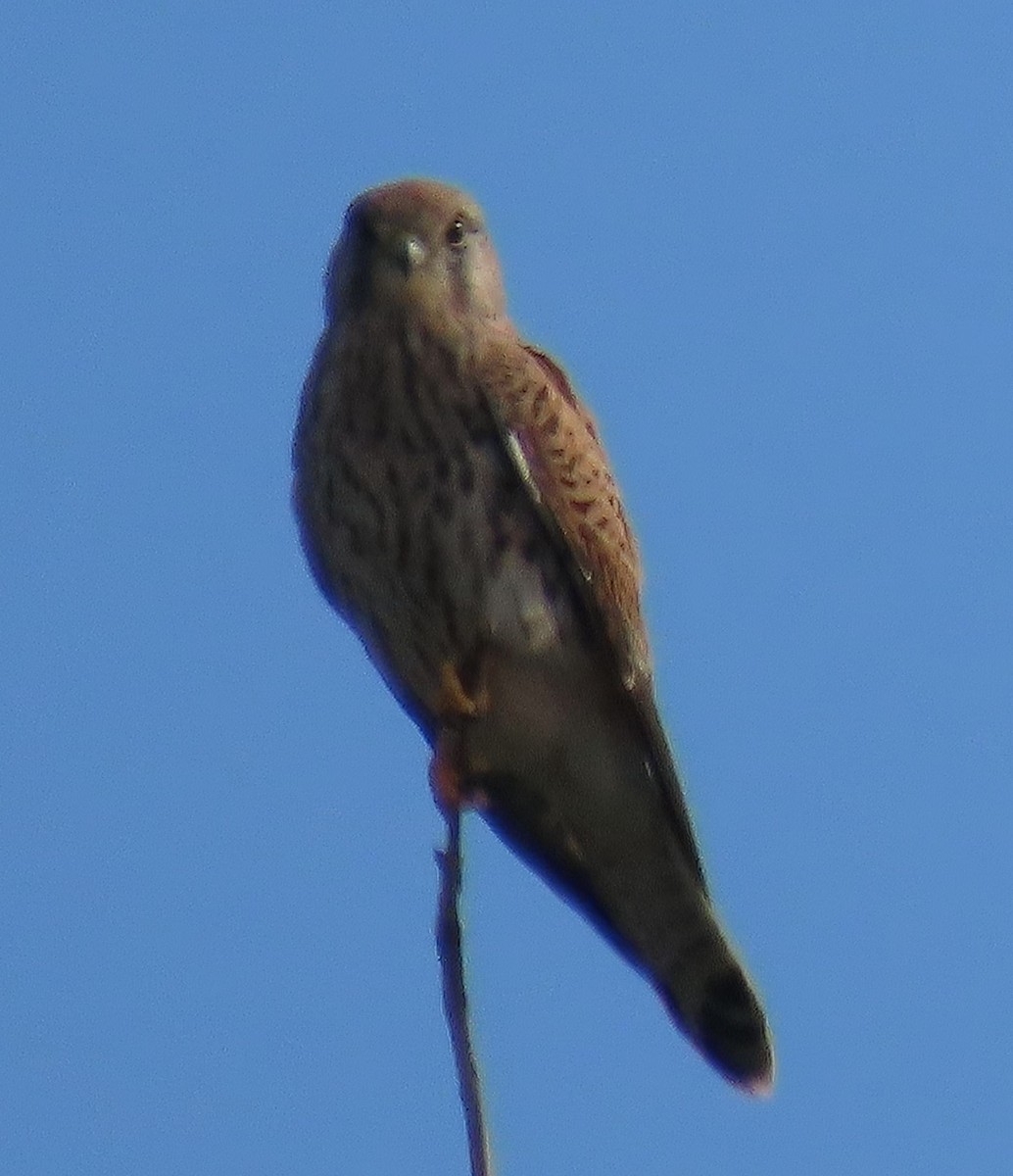 Начин шонхор - ML643240936