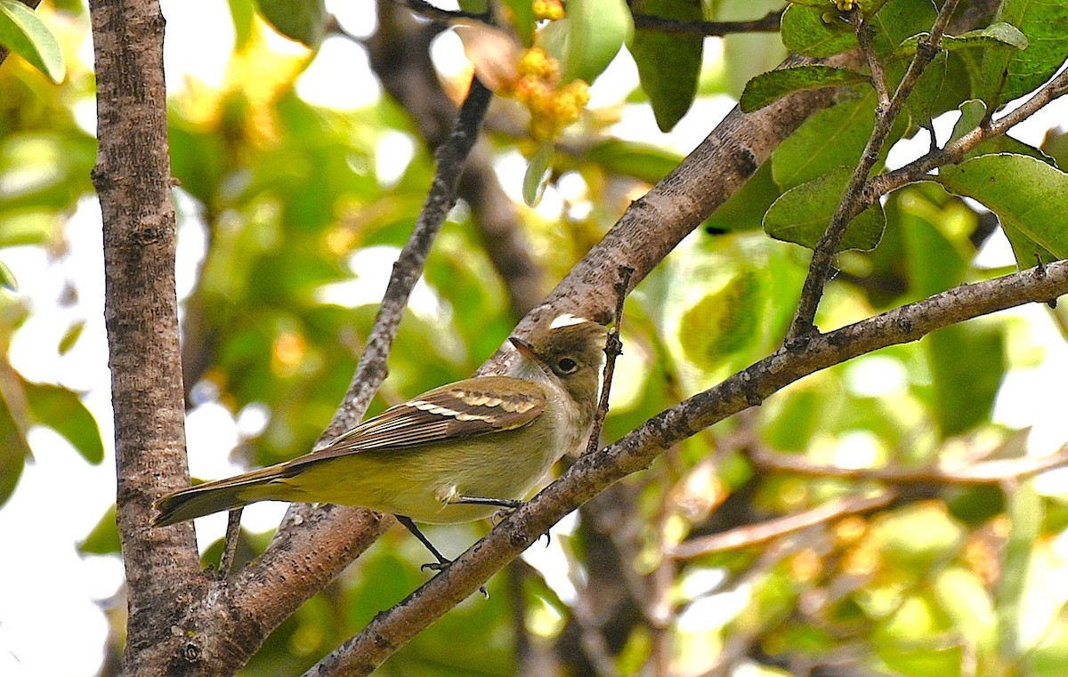 White-crested Elaenia - ML643240943