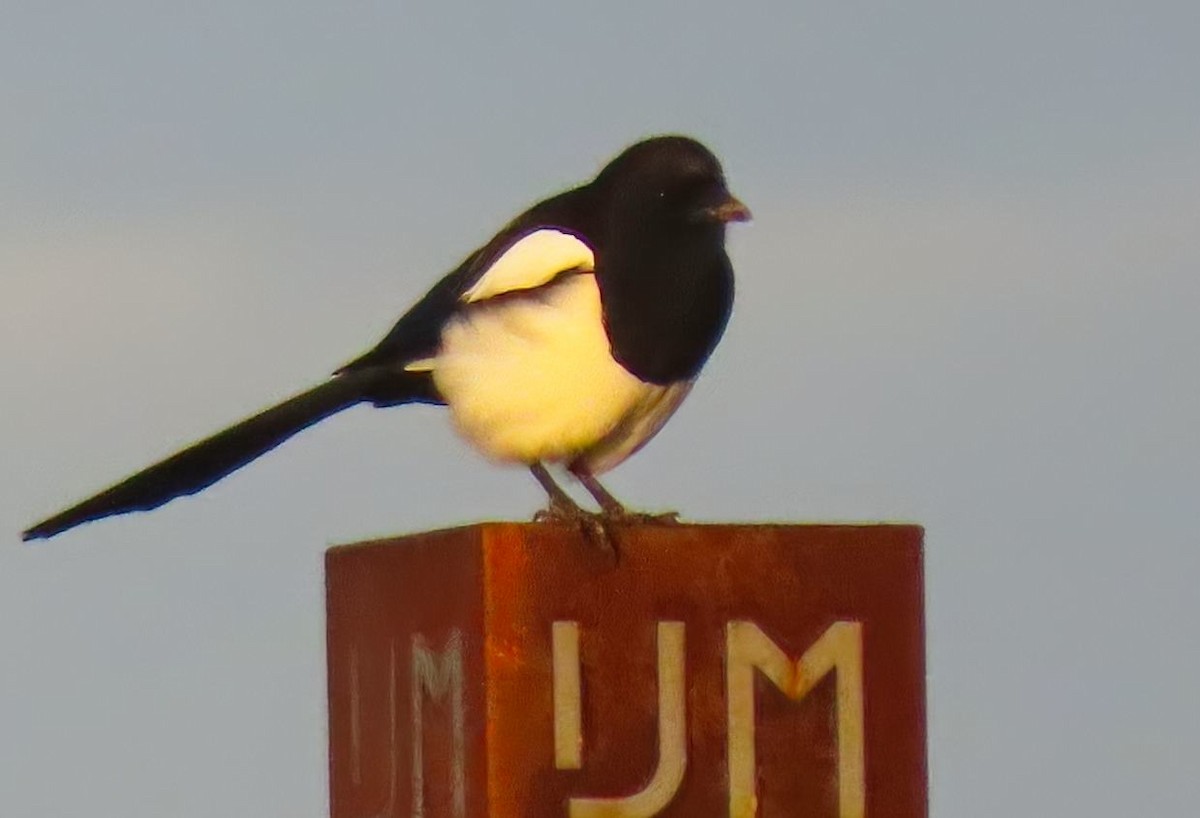 Алаг шаазгай - ML643240944