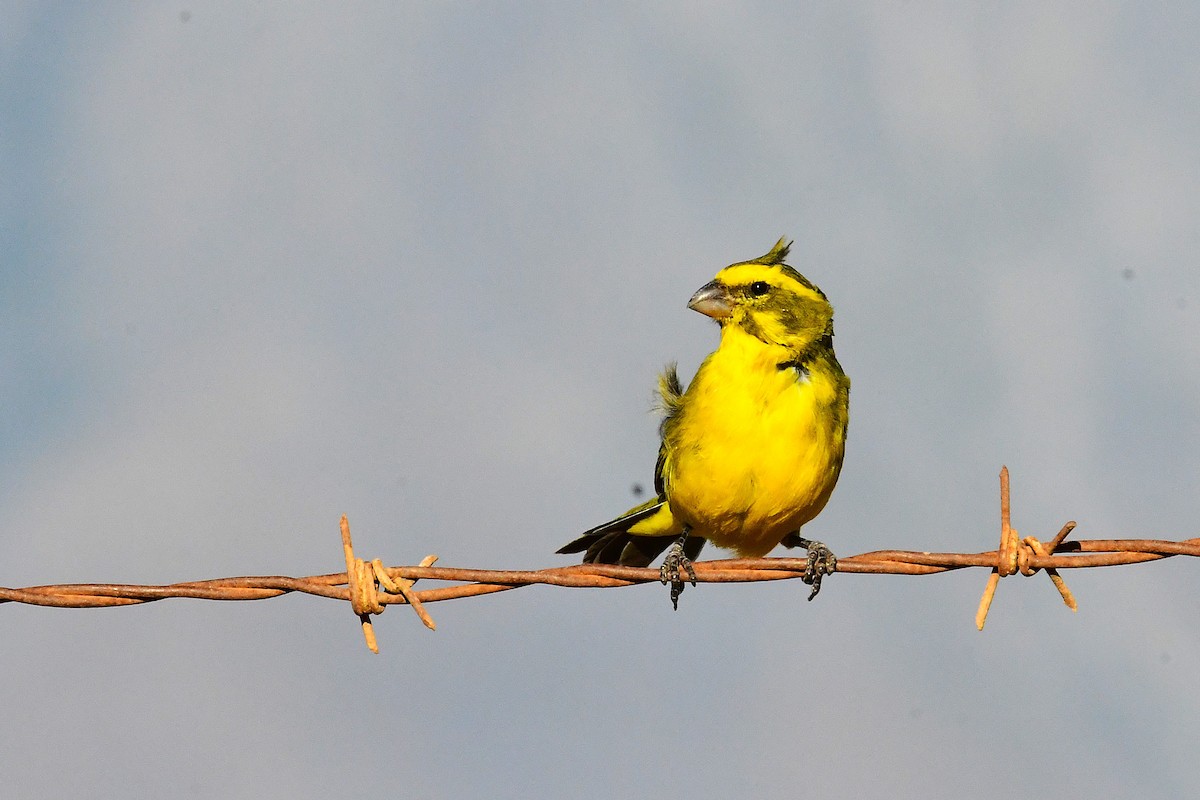 Sarı İskete - ML643240947