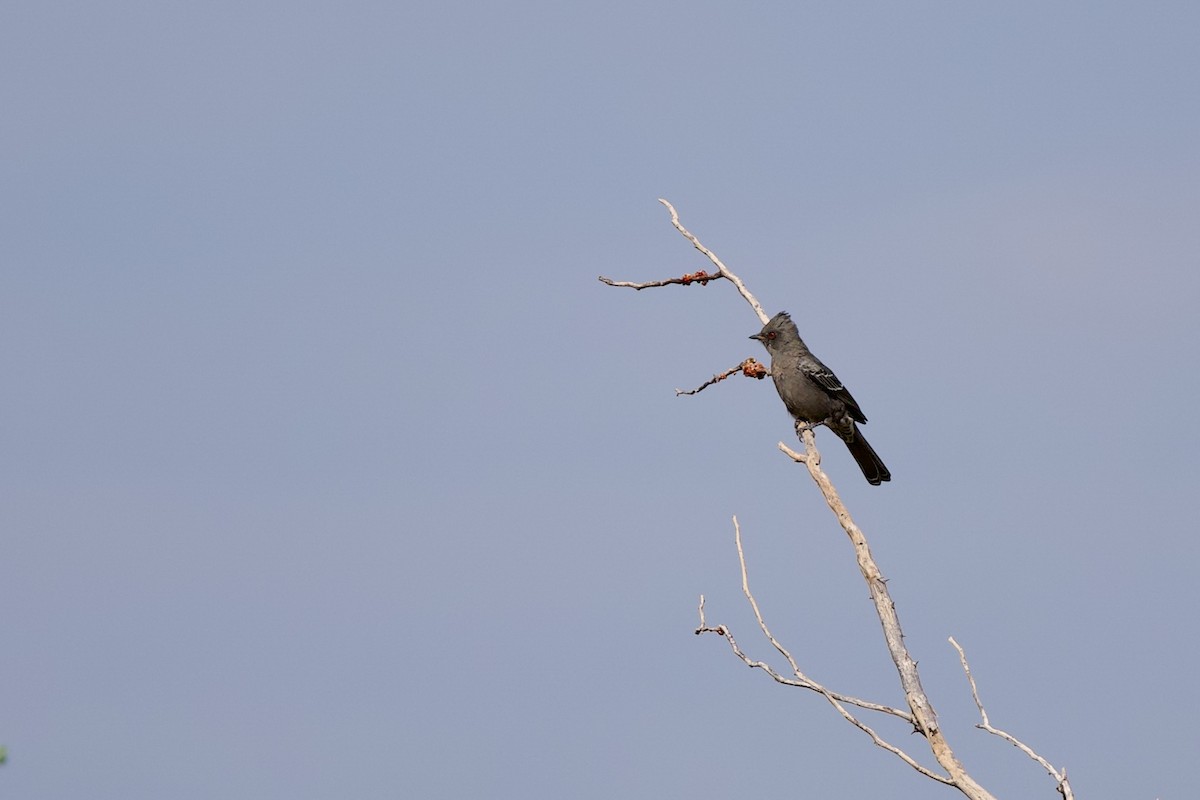 Phainopepla - ML643240948