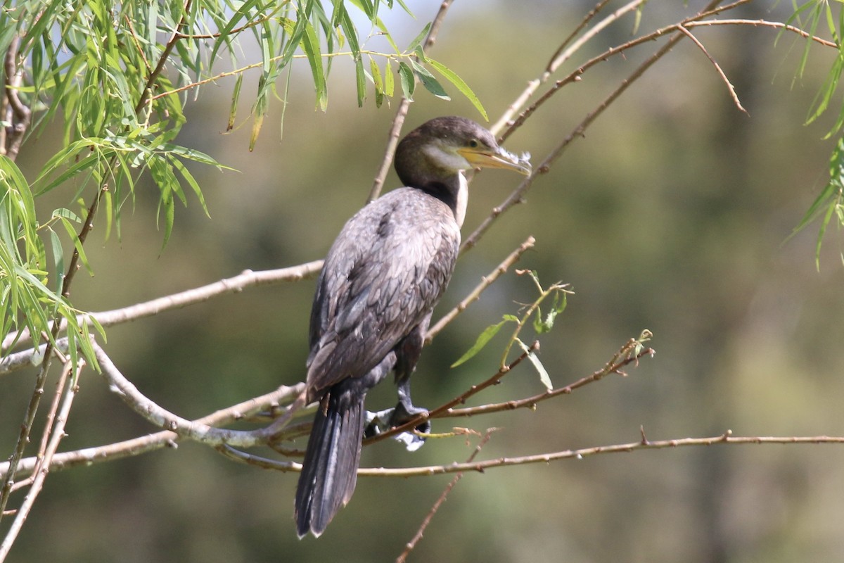 Cormoran vigua - ML643240957