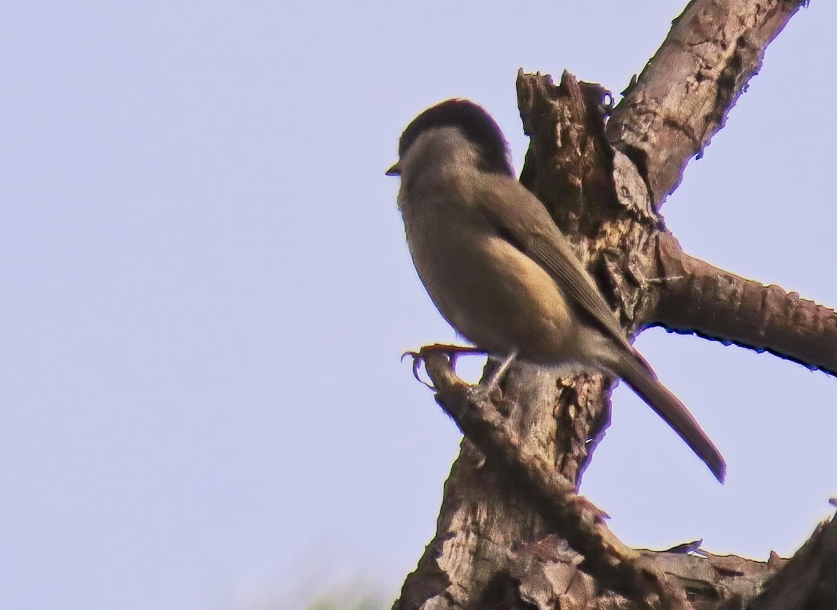 Хар толгойт хөх бух - ML643240959