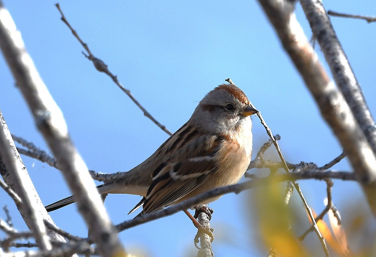 American Tree Sparrow - ML643240968