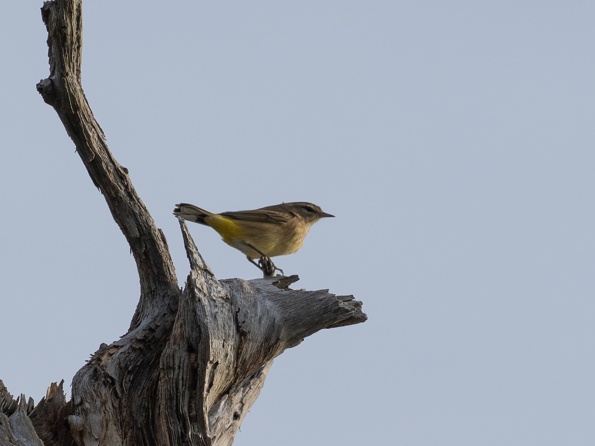 Palm Warbler - ML643240970