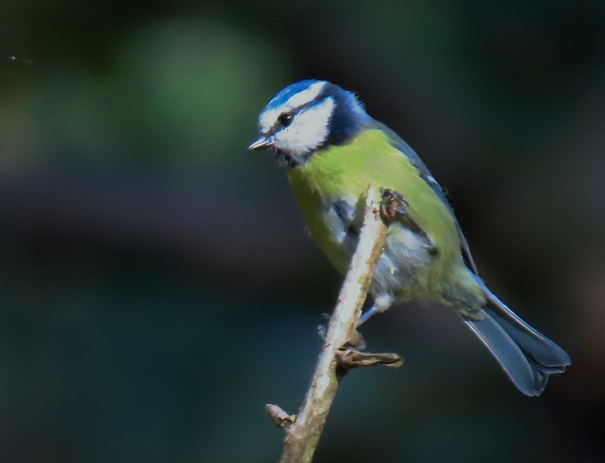 Өрнийн хөх бух - ML643240971