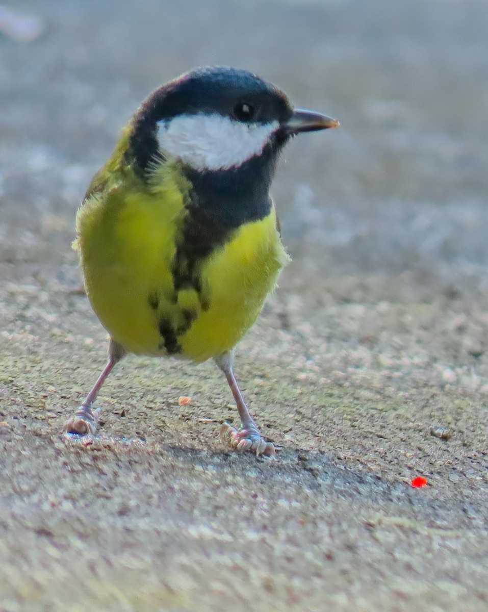 Их хөх бух - ML643240992