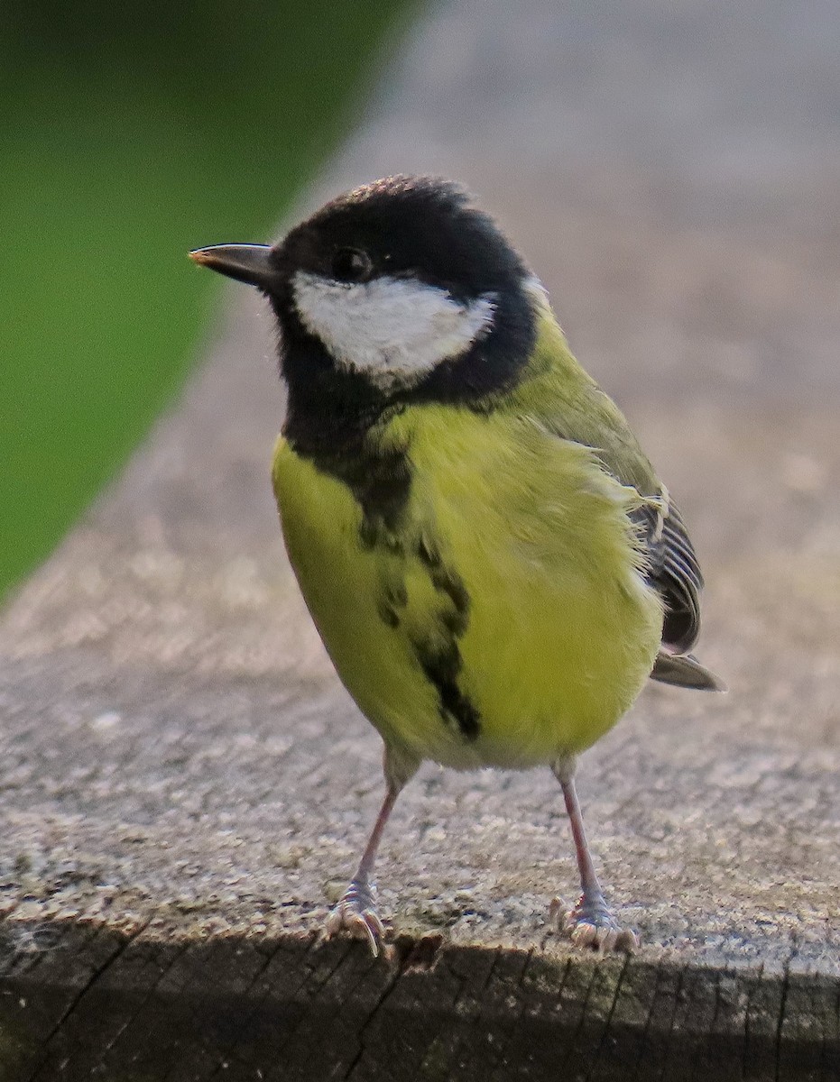 Их хөх бух - ML643240993