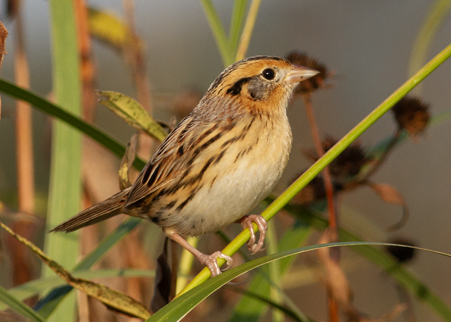 LeConte's Sparrow - ML643241007