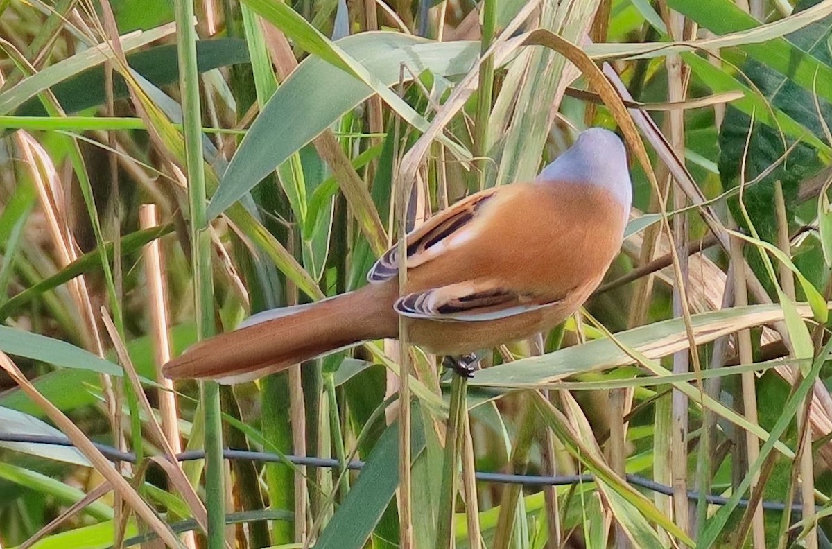 Сахалт хөх бух - ML643241008