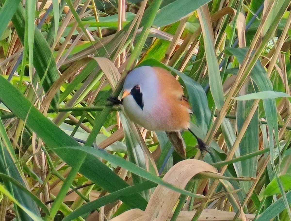 Сахалт хөх бух - ML643241009