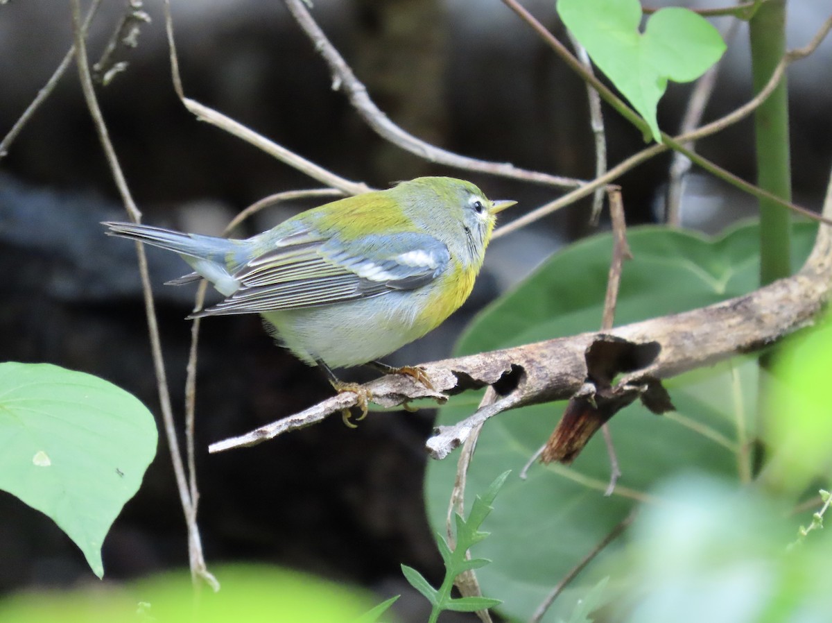 Northern Parula - ML643241017