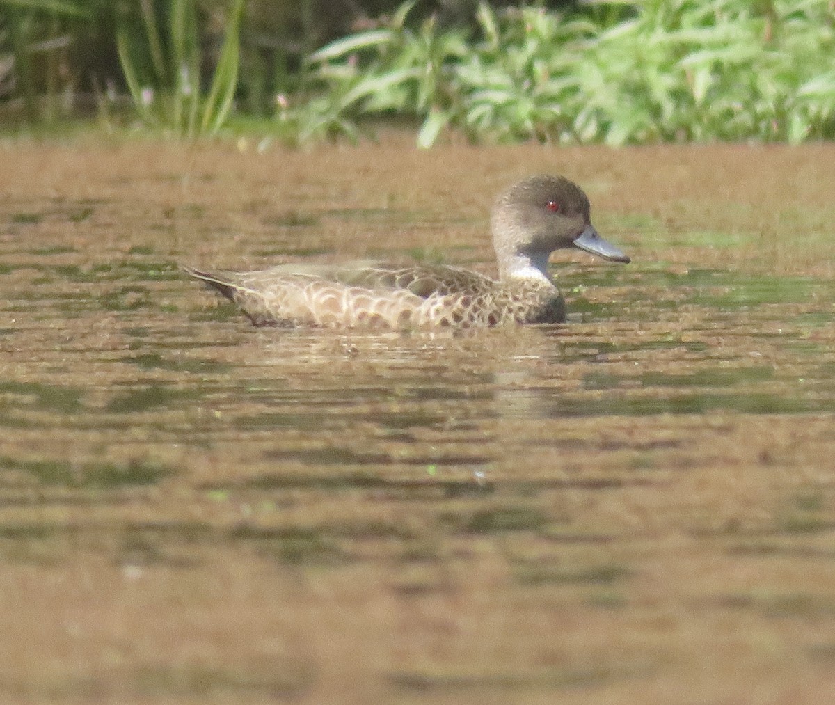 ハイイロコガモ - ML643241018