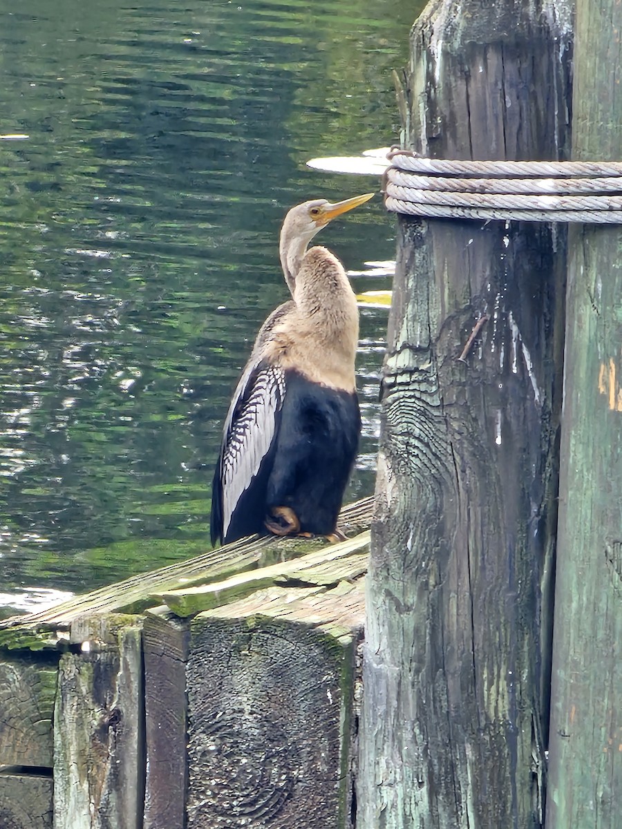 Anhinga - ML643241027