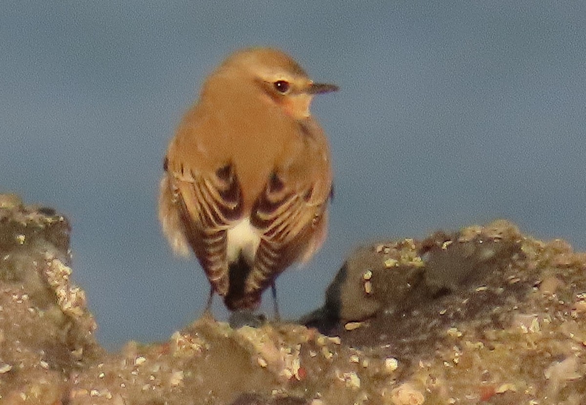 Адууч чогчиго - ML643241033