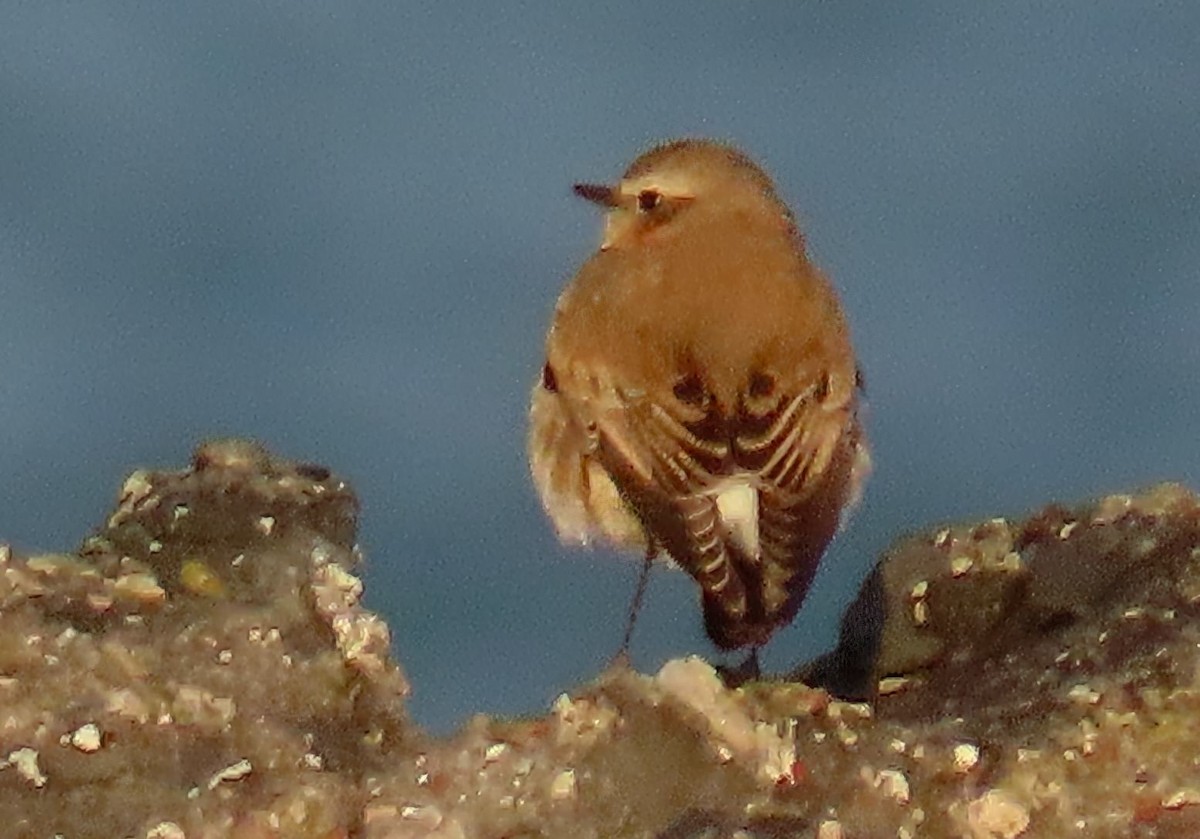 Адууч чогчиго - ML643241034