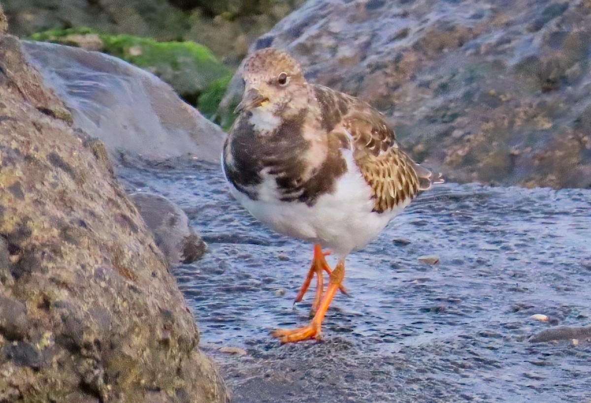 Алаг хайргач - ML643241044