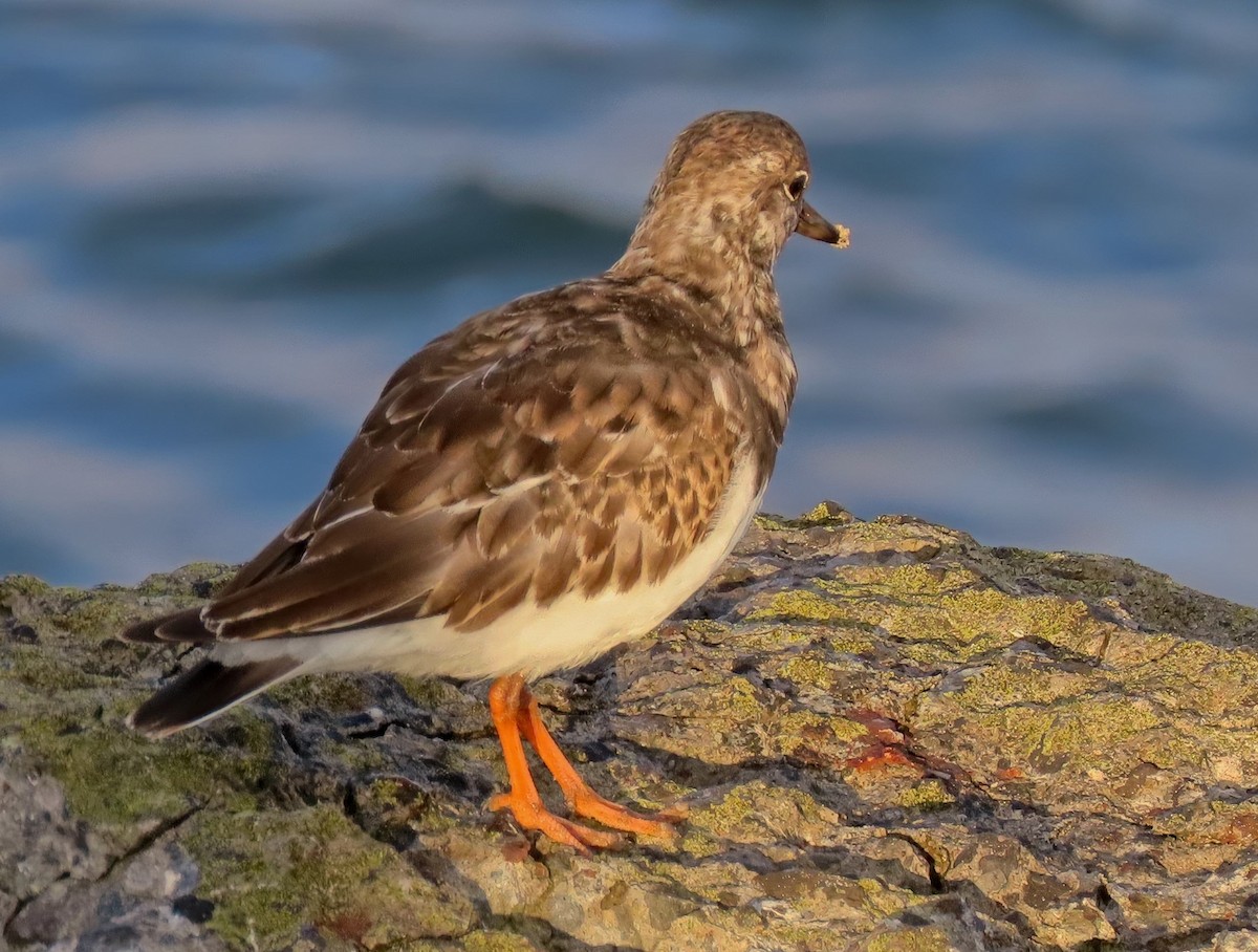 Алаг хайргач - ML643241045