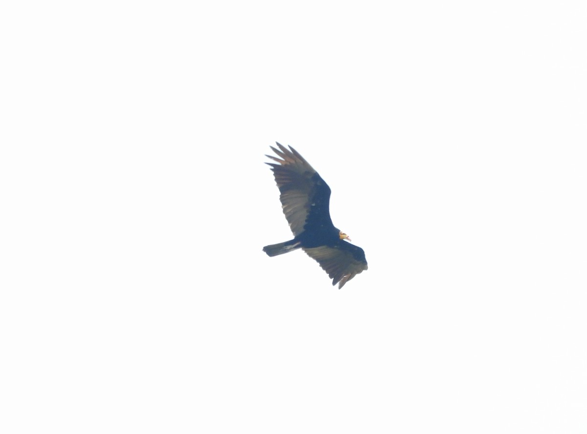 Greater Yellow-headed Vulture - ML643241054